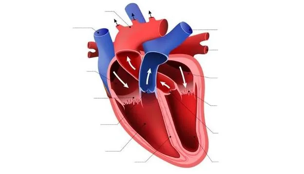 evaluating-heart-structure-changes